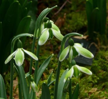 Galanthus_Green_Tears.JPG