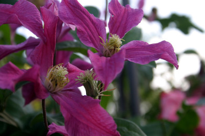 Cl.int.Pangbourne_Pink0908a.jpg