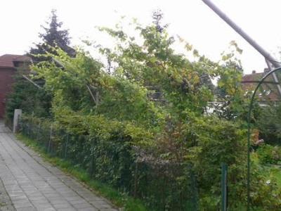Groenanderungl_046.jpg