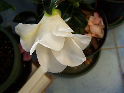 100_1877_Camellia_Yuri_Shibori_Nuccio__bell____800.jpg
