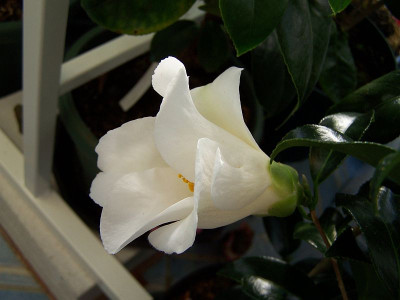 100_1879_Cam._Yuri_Shibori_Schute_____800.jpg