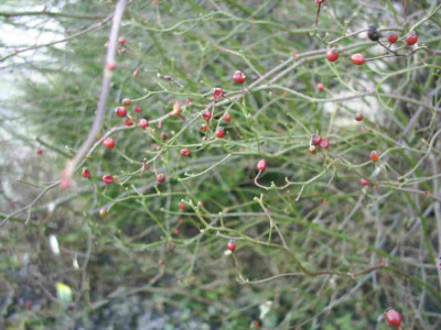 Multiflora_mit_Hagebutten.JPG