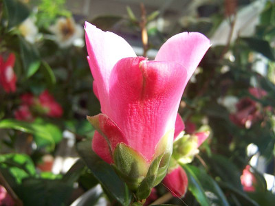 100_1882_Camellia_Tulip_Time____800.jpg