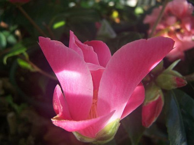 100_1883_Camellia_Tulip_Time_flower.640jpg.jpg