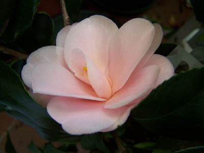 100_1881_Fleur_Dipater____800.jpg