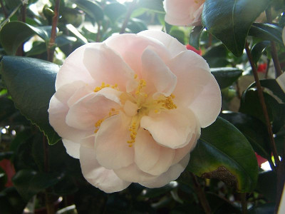 100_1885_Cara_Mia____800.jpg