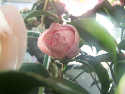 100_1887_Cara_Mia_bud_______800.jpg
