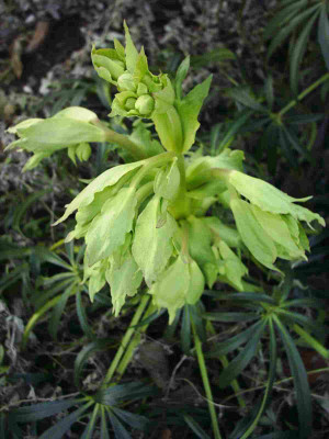 Helleborus1.JPG