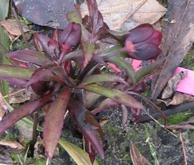 rot-schwarz.JPG