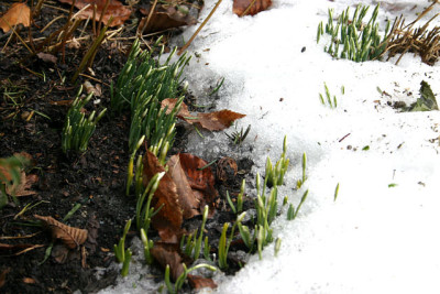 Schneegloeckchen0109.jpg