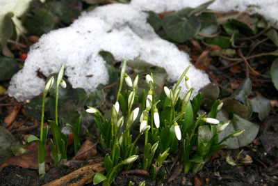 Schneegloeckchen0209.jpg