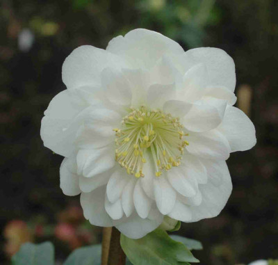 A7442a.JPG