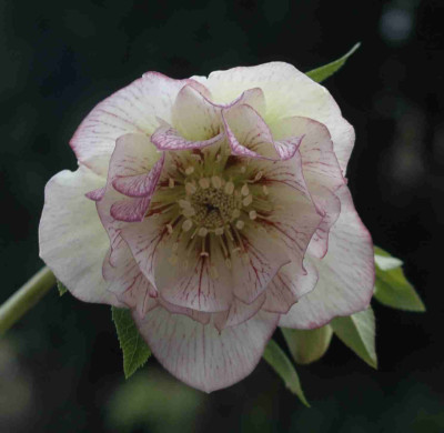 A7454a.JPG