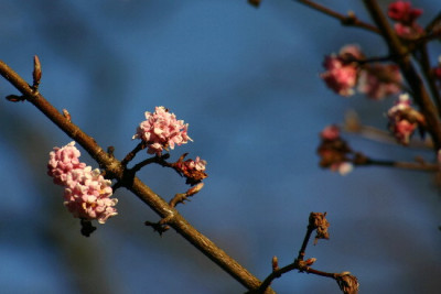 blau-Jan-1.jpg