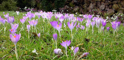 Crocus_tommasianus_28.2.09.jpg