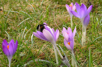Hummel_1_28.2.09.jpg