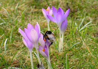 Hummel_2_28.2.09.jpg