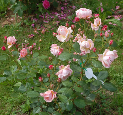 Nymphenburg_0010__28248.jpg