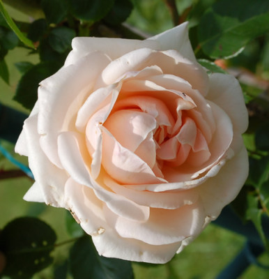 Penny_Lane_0010__28273.jpg