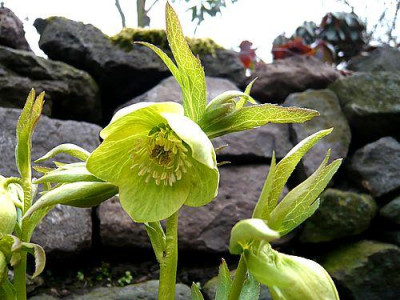 Helleborus_multifidus__fars_2009.jpg