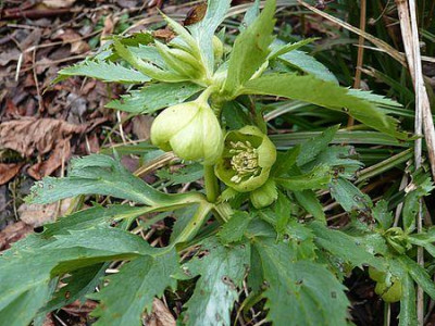 Helleborus_unbekannt_fars_2009.jpg