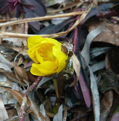Adonis_amurensis_fars_2009.jpg