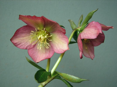 IMG_5000warm_rosa.jpg