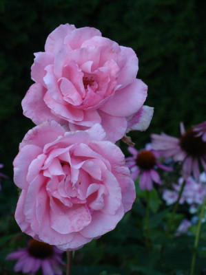 2008-08-18_19-43-25_0024.JPG