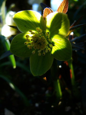 DSCF1821.JPG