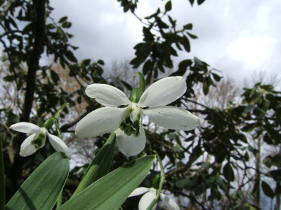Galanthus_5-blattrig_3.JPG