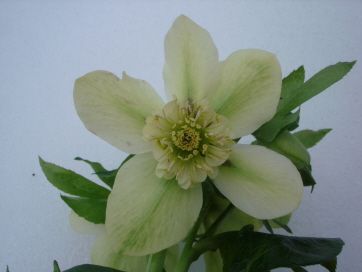 AnemoneVRH.jpg