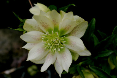 Heleborus1407a.jpg