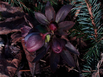 helleborus01032009.jpg