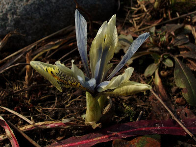 iris01032009.jpg