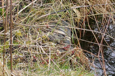 Erster_Frosch_1.3.09.jpg