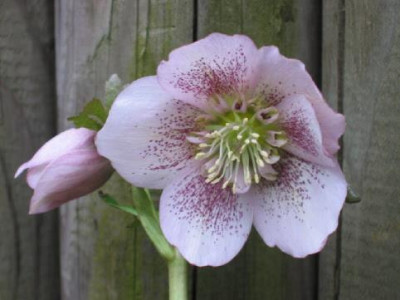 Freiburg_rosa_spots_09.jpg