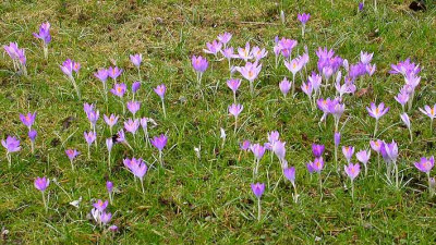 Krokusse_29.2.09.jpg