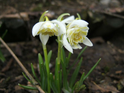 Galanthus_Lady_Elphinstone.JPG