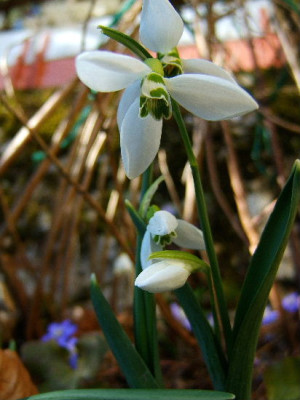 DSCF1422.JPG