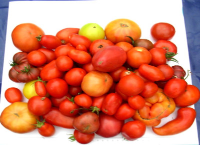 tomaten_04.08.2008.JPG