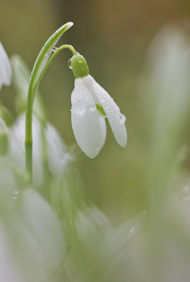Schneeglockchen-3-09-neu.jpg