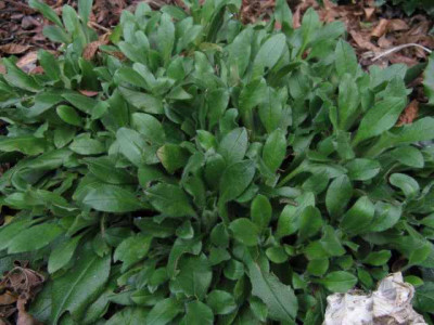 Salat-2a.jpg
