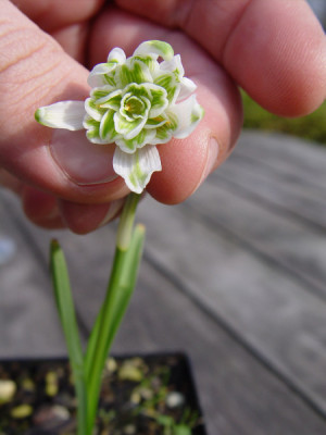 galanthus_tante_anne.jpg