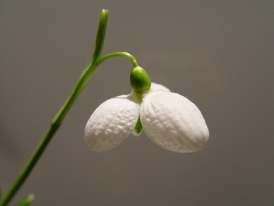 galanthus_augustus_09.jpg