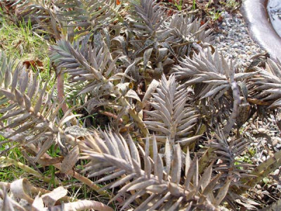 euphorbia_rigida_verfroren.jpg