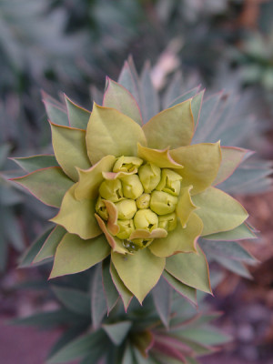 euphorbia_rigida_bluehend.jpg