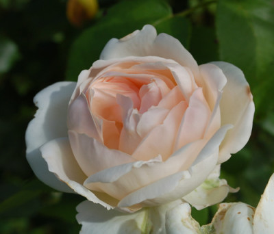 Sebastian_Kneipp_0010__30126.jpg