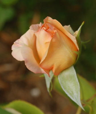 Warm_Wishes_0010__30108.jpg