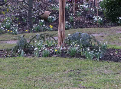 galanthus_verteilung2.jpg