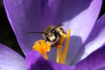 Bienchen-auf-Krokus.jpg